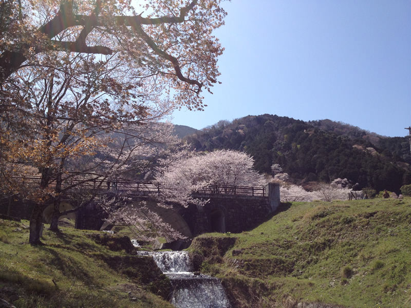 霞間ヶ渓　霞橋と桜