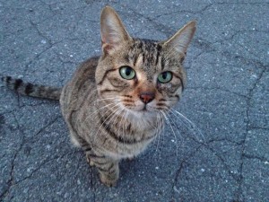 杖突峠のネコ