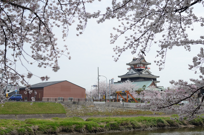 清洲城と桜