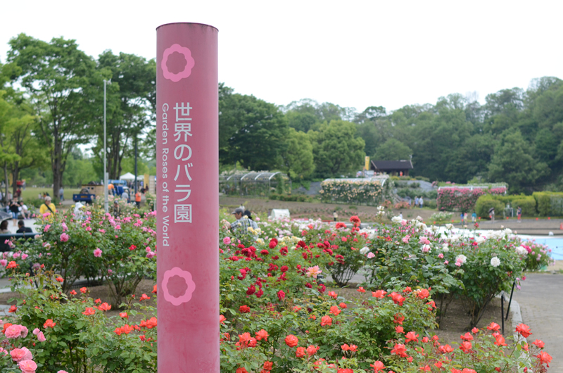 花フェスタ記念公園 世界のバラ園