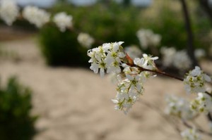 ジューンベリーの花