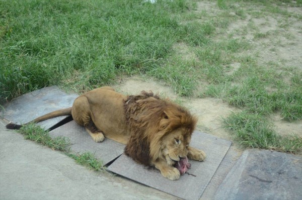 群馬　夕暮れサファリ 餌を食べるライオン