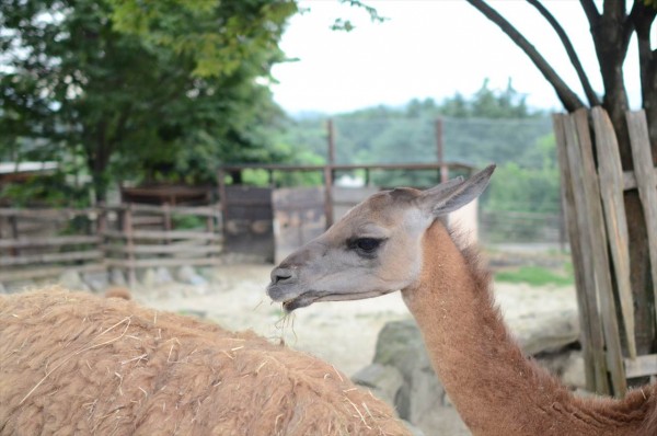 群馬 夕暮れサファリ