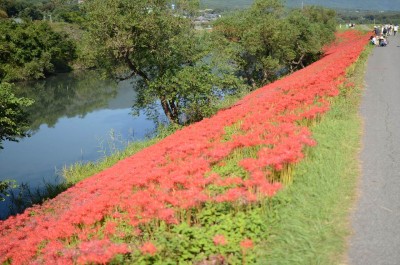 津屋川堤防の彼岸花