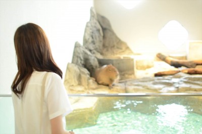 ニフレル水族館　カピバラを鑑賞